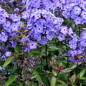 Phlox paniculata 'Blue Paradise' – bugás lángvirág - CS12