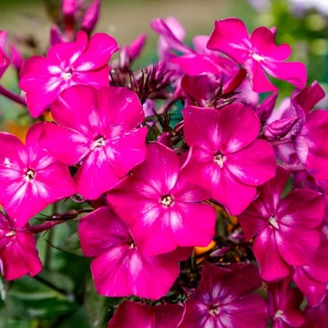 Phlox paniculata 'Christelle' – bugás lángvirág - CS12