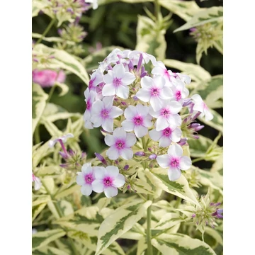 Phlox paniculata 'Creme de Menthe' – bugás lángvirág - CS12