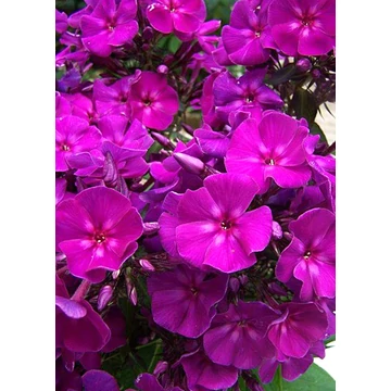 Phlox paniculata 'Roberta' – bugás lángvirág - CS12