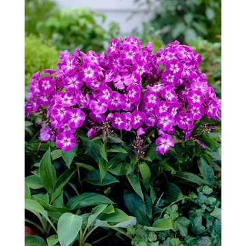 Phlox paniculata 'Uspech' – bugás lángvirág - CS11