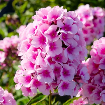 Phlox paniculata 'Adessa Rose Eye' – bugás lángvirág - CS12