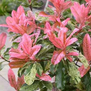 Photinia serratifolia 'Pink Crispy' - korallberkenye - CS15