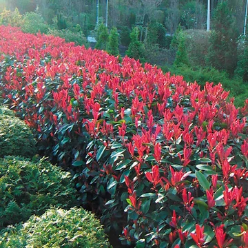 Photinia fraseri 'Red Robin' - korallberkenye - CS17