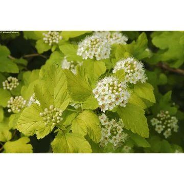 Physocarpus opulifolius 'Dart's Gold' - bangitalevelű hólyagvessző - CS15