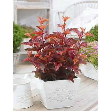 Physocarpus opulifolius 'Little Angel' - bangitalevelű hólyagvessző - CS9