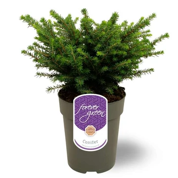 Picea omorika 'Karel' -szerb lucfenyő - CS13