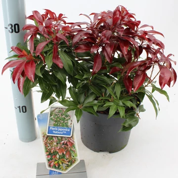 Pieris japonica 'Katsura' - babérhanga - CS19