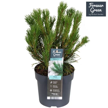 Pinus mugo 'Mughus' - törpe fenyő - CS15
