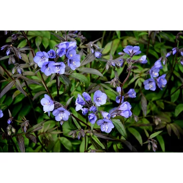 Polemonium caeruleum 'Heaven Scent' - csatavirág - CS15
