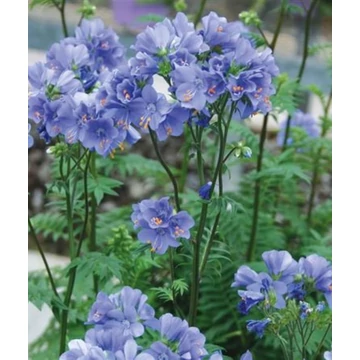 Polemonium viscosum 'Blue Whirl' - csatavirág - CS12