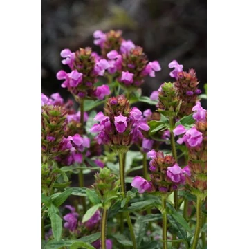 Prunella hybrida 'Summer Daze' - gyíkfű - CS15