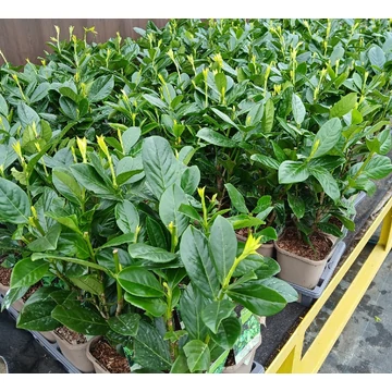 Prunus laurocerasus 'Novita' - babérmeggy - CS11