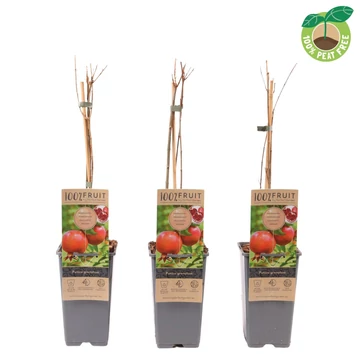 Punica granatum - gránátalma -  CS11