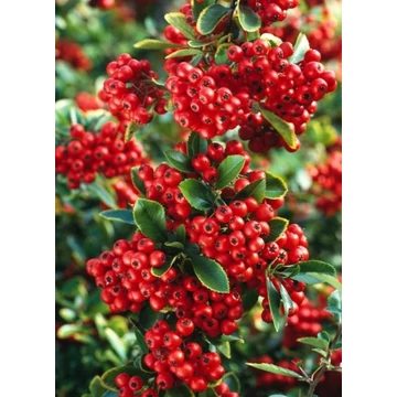 Pyracantha coccinea 'Red Column' - tűztövis - CS15