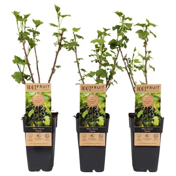 Ribes nigrum 'Titania' - fekete ribizli -  CS11