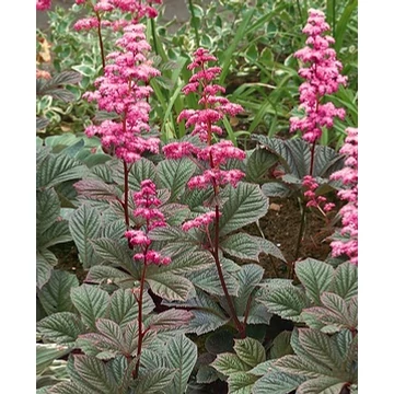 Rodgersia pinnata 'Superba New' - tópartifű - CS14