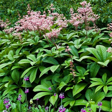 Rodgersia pinnata 'Superba New' - tópartifű - CS14