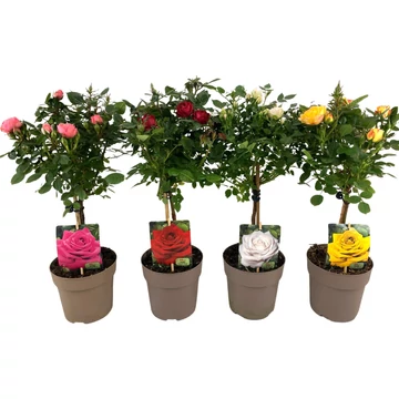 Rosa 'Royal Pink' - magastörzsű rózsa, 40cm - CS14