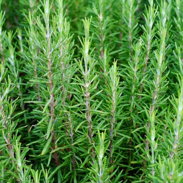 Rosmarinus officinalis - rozmaring - CS12