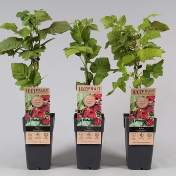 Rubus obaccus 'Loganberry' - tüskétlen szedermálna - CS15