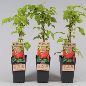 Rubus idaeus 'Malling Promise' - óriási bőtermő málna - CS13