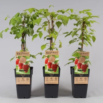 Rubus idaeus 'Zefa' - folytontermő málna - CS15