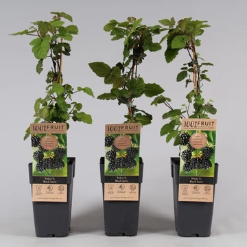 Rubus fruticosus 'Black Satin' - tüskétlen szeder - CS11