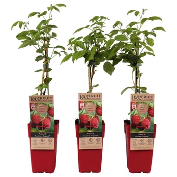 Rubus idaeus 'Twotimer Sugana Red' - málna - CS11