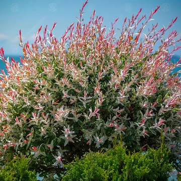 Salix integra 'Flamingo' - tarka levelű japánfűz - CS16