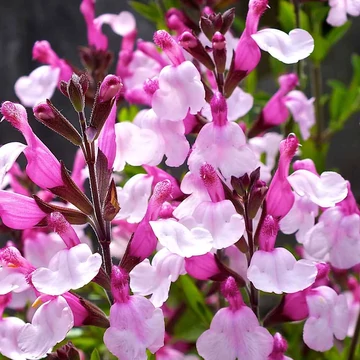 Salvia greggii 'Joy' - őszi zsálya - CS12