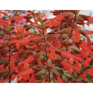 Salvia hybrida 'Selma Salmon' - zsálya - CS14