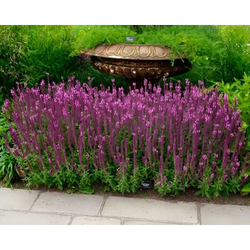 Salvia nemorosa 'Sensation Pink' - ligeti zsálya - CS11