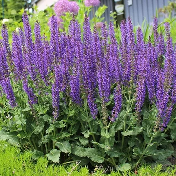 Salvia sylvestris 'Mainacht' - erdei zsálya - CS12