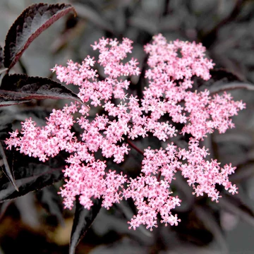Sambucus nigra 'Black Beauty' - vöröslombú bodza - CS17