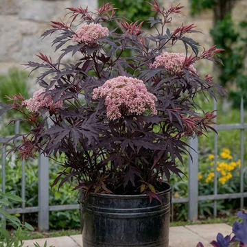 Sambucus nigra 'Black Lace' - vöröslombú bodza - CS9