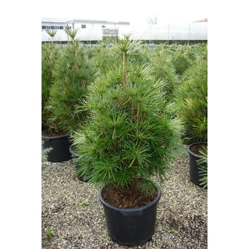 Sciadopitys verticillata - japán ernyőfenyő - CS19