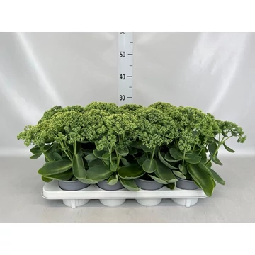 Sedum 'Herbsfreude' – pompás varjúháj - CS12