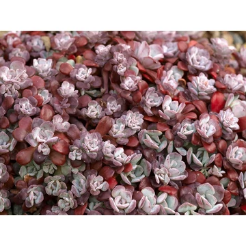 Sedum spathulifolium 'Purpureum' – spatulalevelű varjúháj - CS8,5