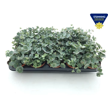 Sedum sieboldii 'Bright Pink' - októberi varjúháj -CS10,5