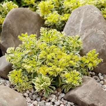 Sedum takesimense 'Atlantis' - koreai varjúháj - CS12