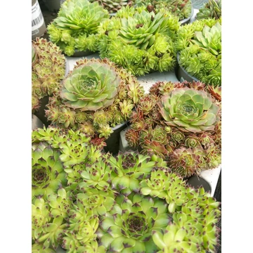 Sempervivum mixed - kövirózsa - CS9
