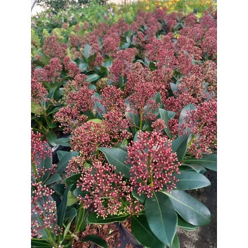 Skimmia japonica 'Rubella' - japán dérbabér - CS10,5