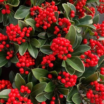 Skimmia japonica 'Temptation' - japán dérbabér - CS12