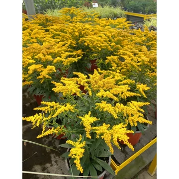Solidago 'Golden Dwarf' - aranyvessző - CS15