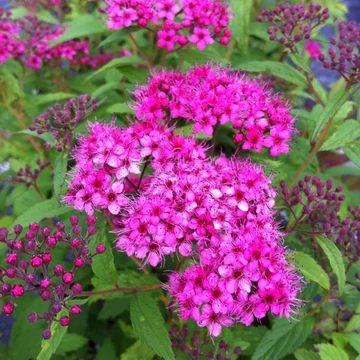 Spiraea japonica 'Anthony Waterer' - japán gyöngyvessző - CS14