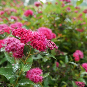 Spiraea japonica 'Doozie' - japán gyöngyvessző - CS19