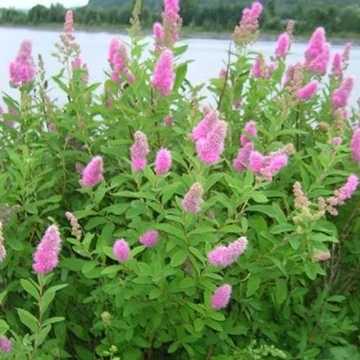 Spiraea billardii - gyöngyvessző - CS14