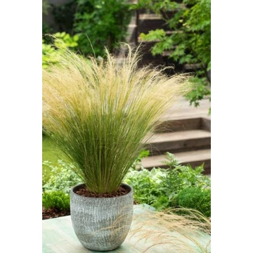 Stipa tenuifolia 'Ponytails' - árvalányhaj - CS10,5