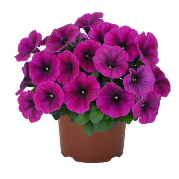Petunia hybrida 'Sweetunia Neon' - petúnia - CS12